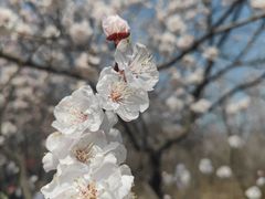 -北京凤凰岭