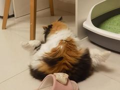 -瑞鹏宠物医院·骨科·猫科·内科(第一中心)