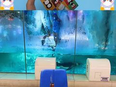 -帝企鹅自助餐厅•儿童岛•真企鹅(长隆企鹅酒店)