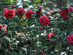 -深圳国际园林花卉博览园