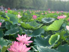 -莲花池公园