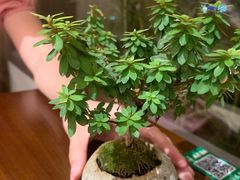 -小西家作(富力爱丁堡店)