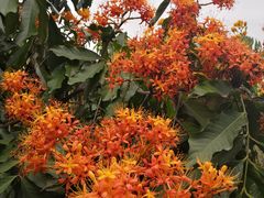 -广州神农草堂中医药博物馆