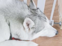 -Husky Go! 哈士奇体验馆·宠物咖啡厅狗咖