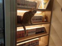 -滚猫咖啡·猫咖·猫友好撸猫(未来城店)