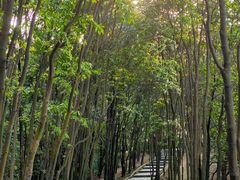 -火炉山森林公园