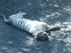 -大连森林动物园