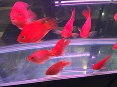 -黄记煌三汁焖锅(泰华假日广场店)