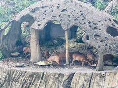 -贵州森林野生动物园
