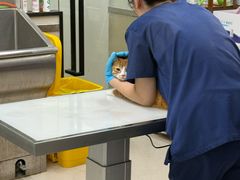 -爱妮康宠物医院·干细胞免疫细胞·肿瘤·心脏(张江店)