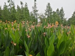 -重庆彩云湖湿地公园