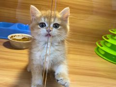 -猫十亿·布偶金渐层·曼基康矮脚猫舍(青年路店)