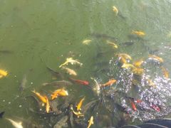 -武清南湖绿博园