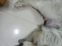 -美联众合动物医院·24h转诊中心