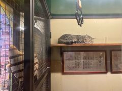 -猫咪博物馆(顶澳仔猫街店)