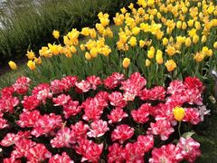 iphone_upload_pic-上海鲜花港