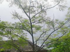 -亚龙湾热带天堂森林公园