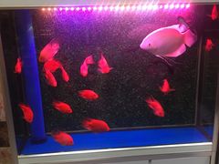 -鹏馨羊羔肉·非遗(新建街店)