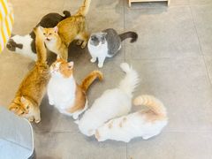 -飞行喵MR PILOT|猫舍·猫咖(静安大融城店)