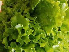 生菜-德龙火锅(松源街直营店)