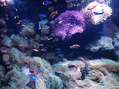 -悉尼海洋生物水族馆