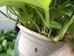 -顺城金记卤鸡·清真