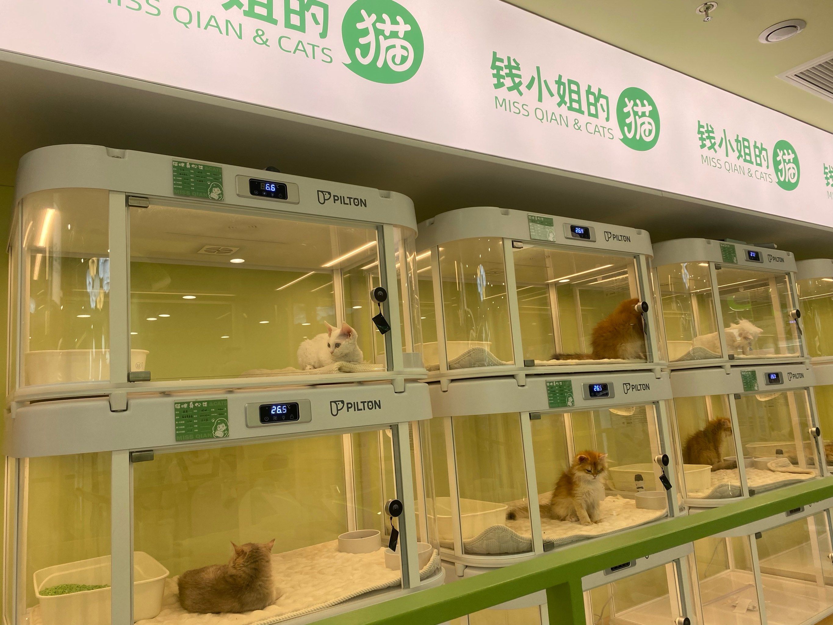 宠物猫的萌翻天