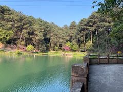 -铁山坪森林公园