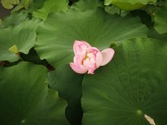 -陈家山荷花公园