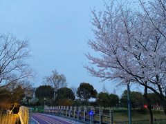 -贡湖湾湿地公园