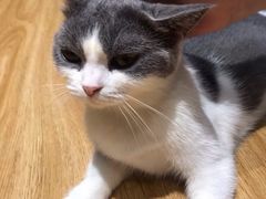 -啵啵喵·猫咖(攀华国际店)