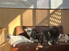 -MOCHA明星猫咖(田子坊店)