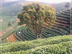 -龙坞茶村