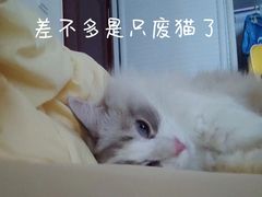 -猫大福·Fortune Cat猫舍(百子湾店)