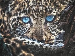 -罗红摄影艺术馆