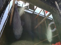 景观位-蓝湾碧波·老字号·疍家非遗海上餐厅