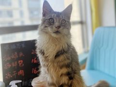 -猫在这儿猫咪咖啡馆·撸猫馆