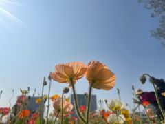 -海心沙亚运公园