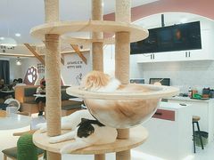 -喵园·猫主题咖啡厅·撸猫·猫咖(国贸店)