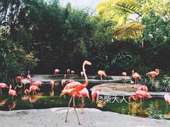 -圣地亚哥动物园