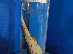 -上海海洋大学鱼文化博物馆(军工路校区)