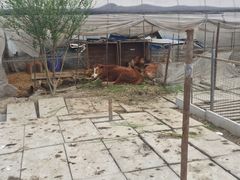 -小鱼草莓采摘园农家乐·小鱼餐厅