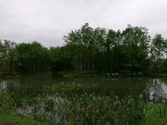 -桤木河湿地公园