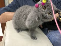 -lincat·猫舍(广州店)