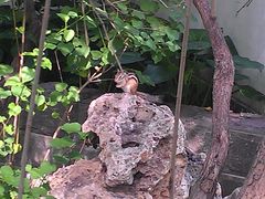 -紫竹院公园冰场