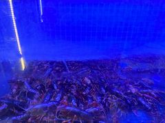 -隐泉京望日式料理(太和广场店)
