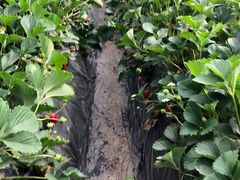 -昌平兴寿秀秀草莓采摘园