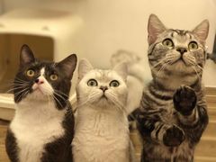 -猫大福·Fortune Cat猫舍(百子湾店)