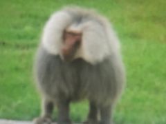 -哈尔滨北方森林动物园