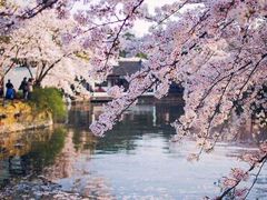 -武汉大学-樱园